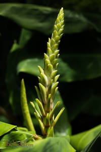 Ginger Bud