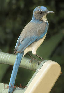 Blue Jay