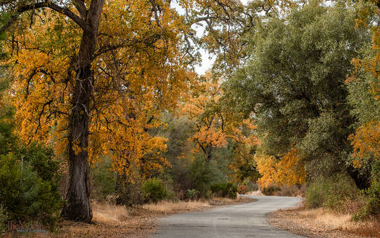 Oak Lined Road